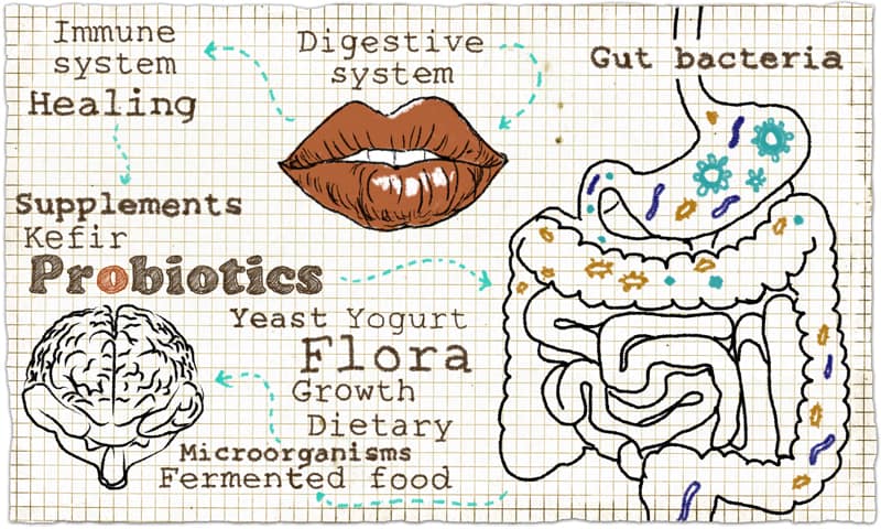 Gut Bacteria